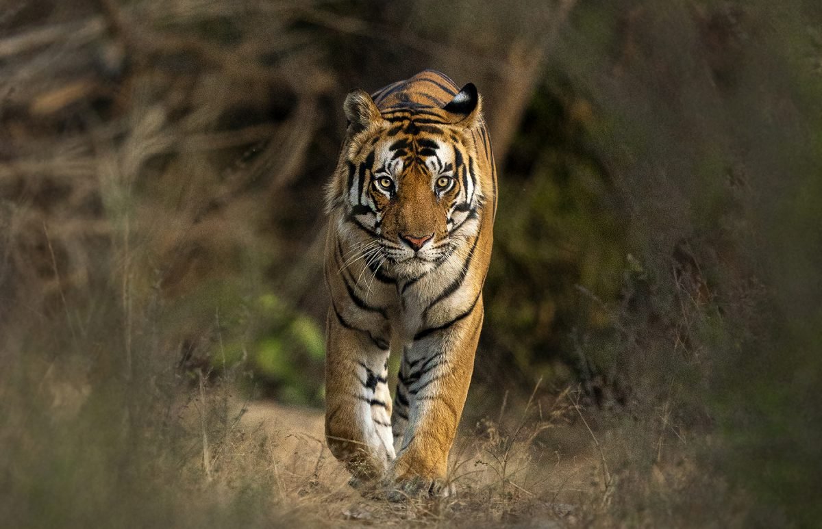 Blue-eyed Tiger of Bandhavgarh | Ameliya Safaris