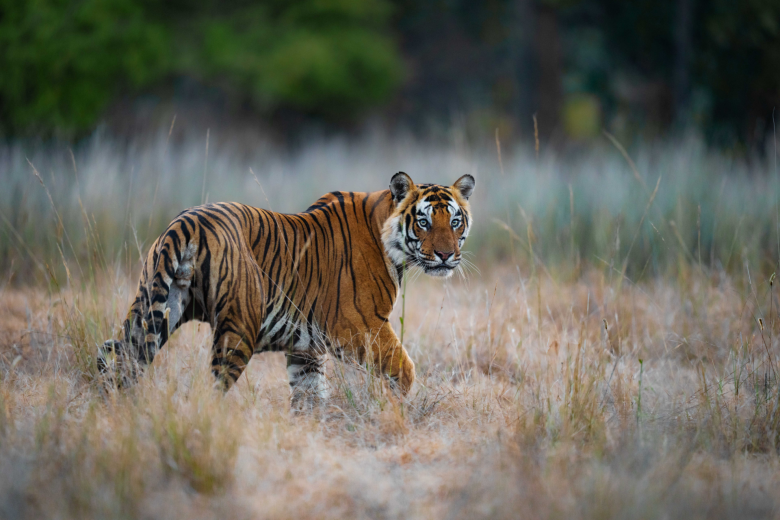 Tiger in The Grassland | Ameliya Safaris