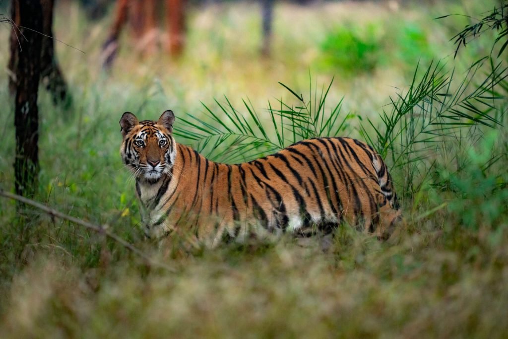 Tiger in the Grassland | Ameliya Safaris