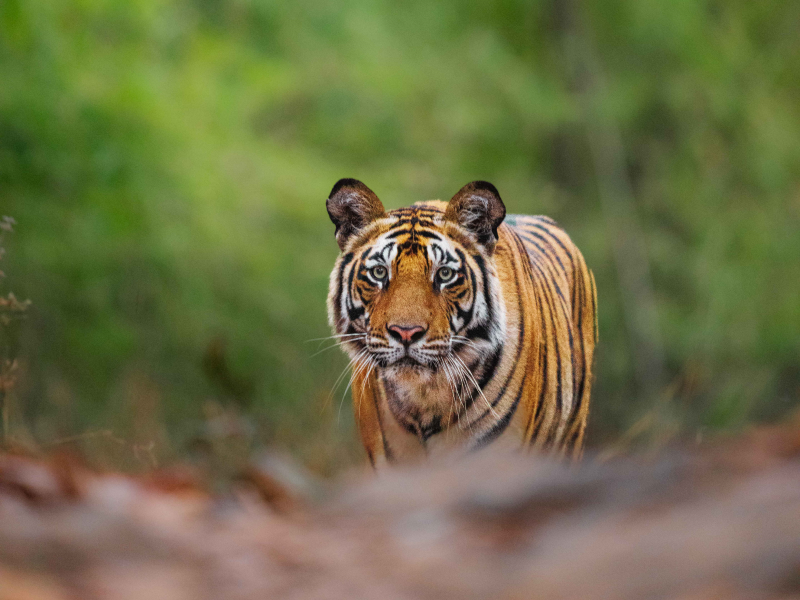 Bandhavgarh | Ameliya Safaris