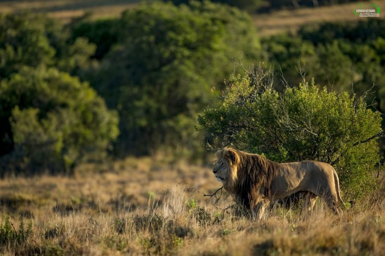 Lion | Ameliya Safaris