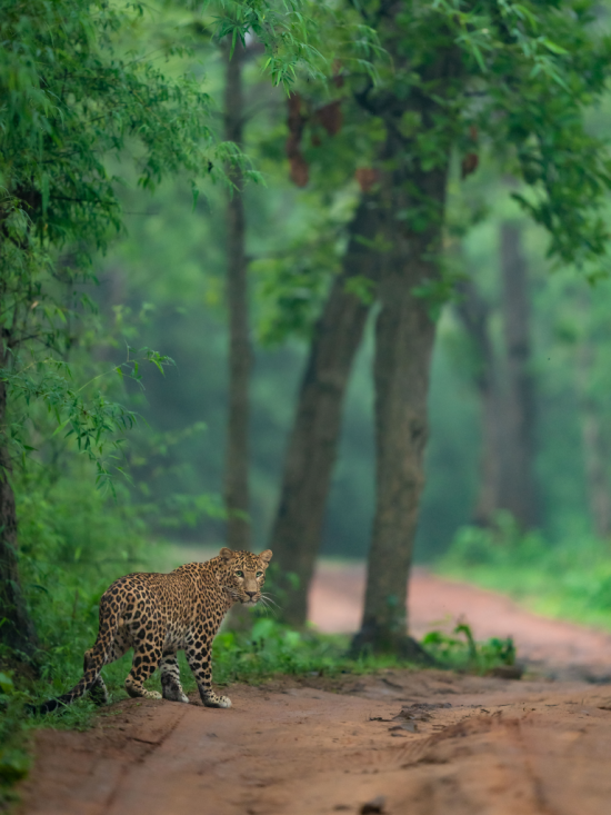 Leopard | Ameliya safaris