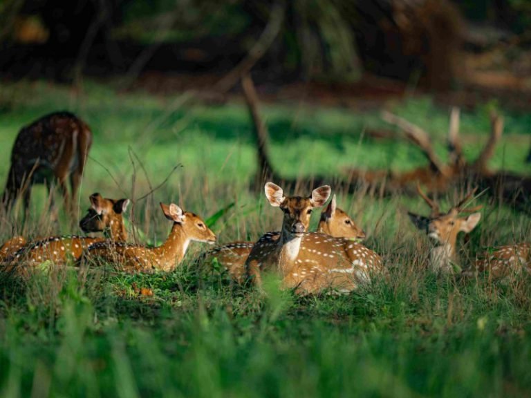 Kanha National Park | Ameliya Safaris