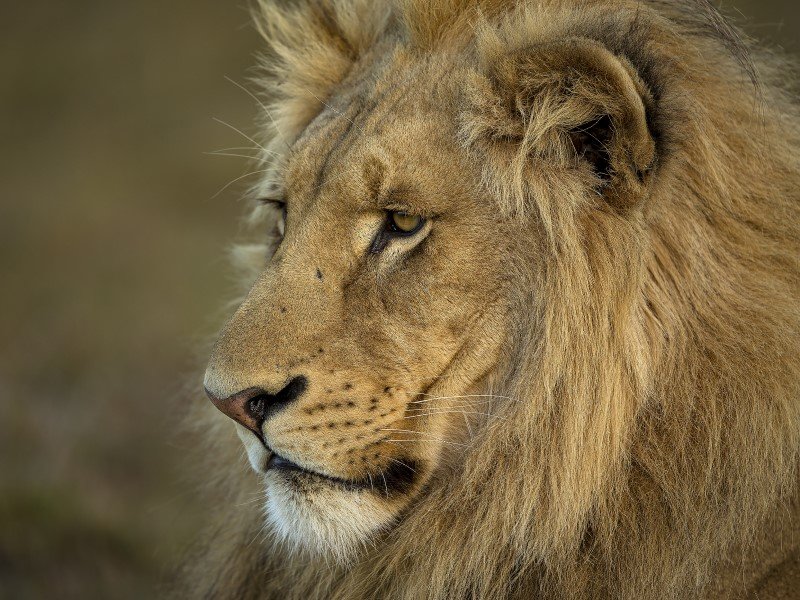 Lion | Ameliya Safaris