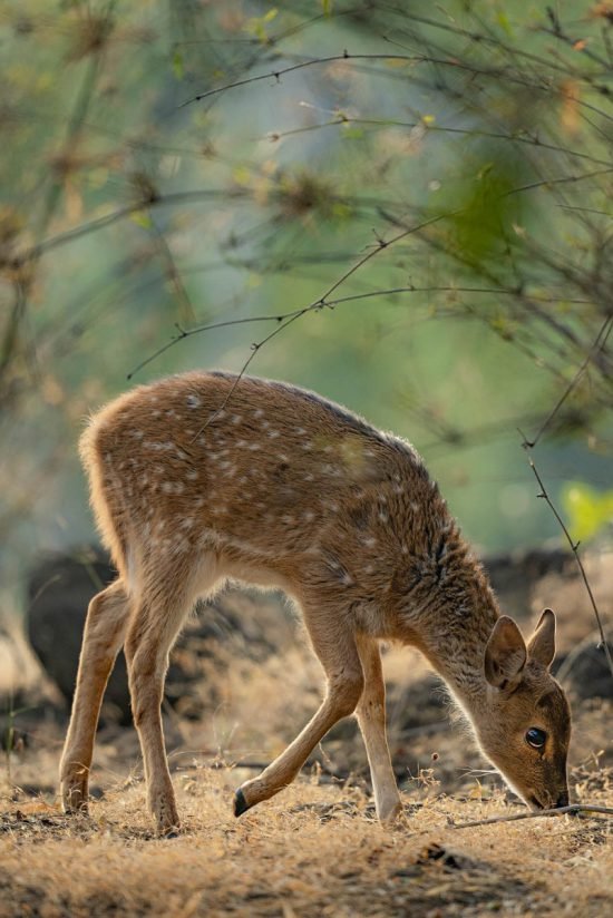 Wildlife | Ameliya Safaris