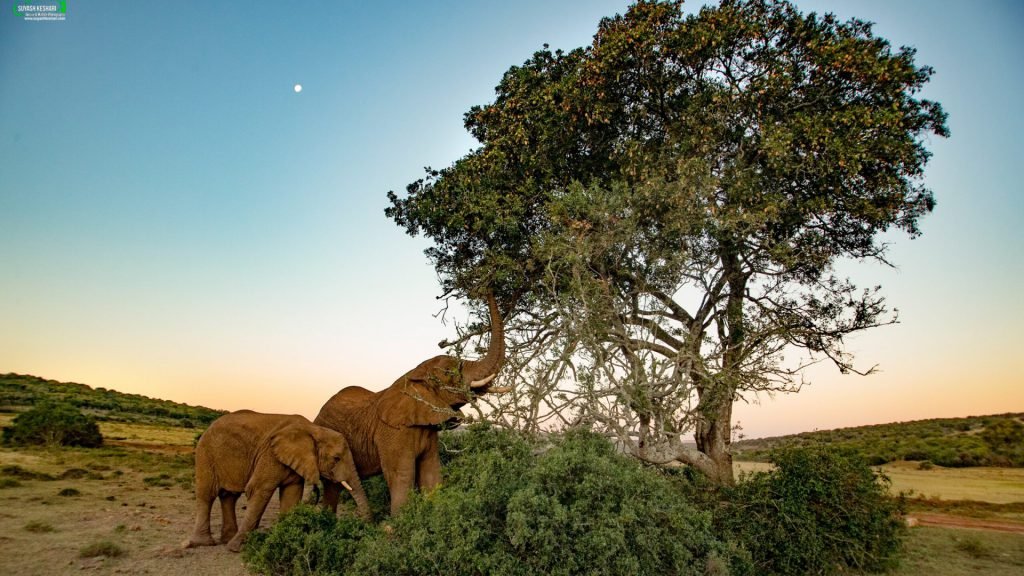 African Elephant | Ameliya Safaris