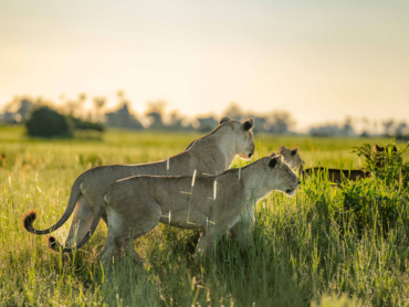 Lioness in Africa | Ameliya Safaris