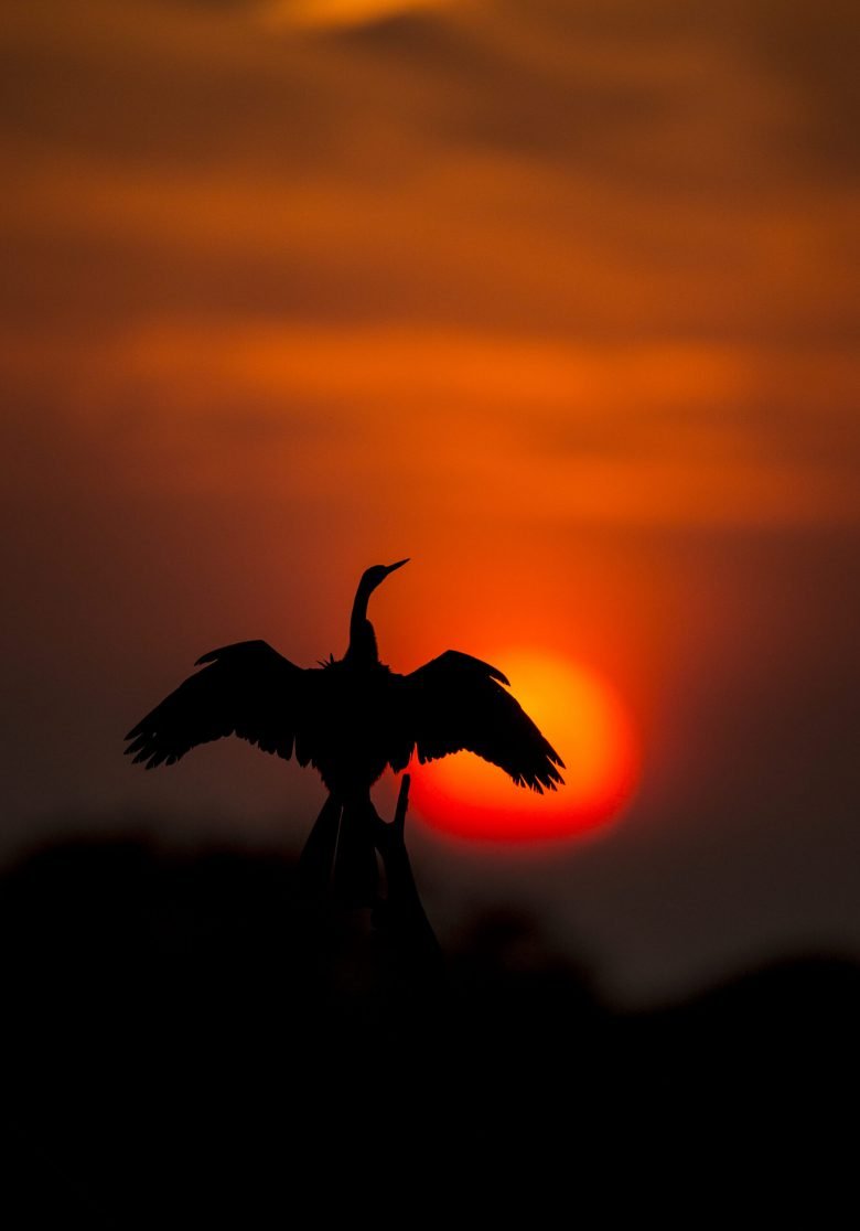 Indian Wildlife | Ameliya Safaris