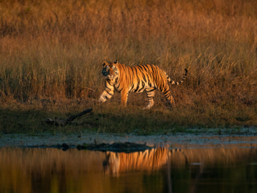 India-Tiger-Destination