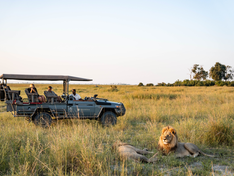 Lion | Ameliya safari