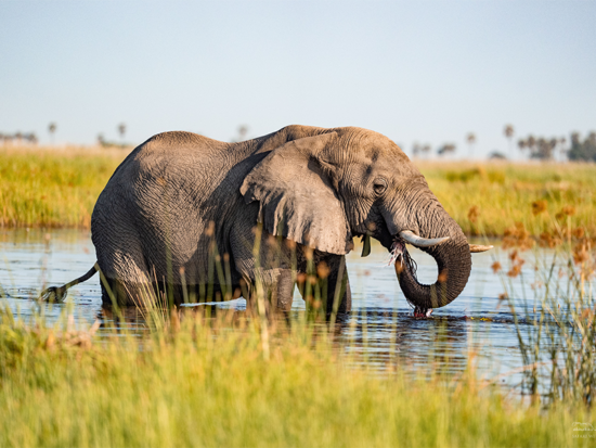 African Elephant | Ameliya Safaris