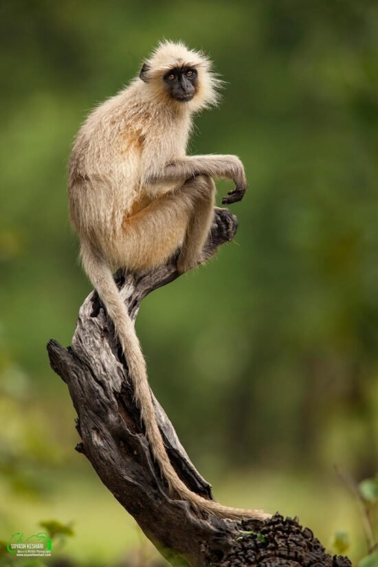 Langoor | Ameliya Safaris