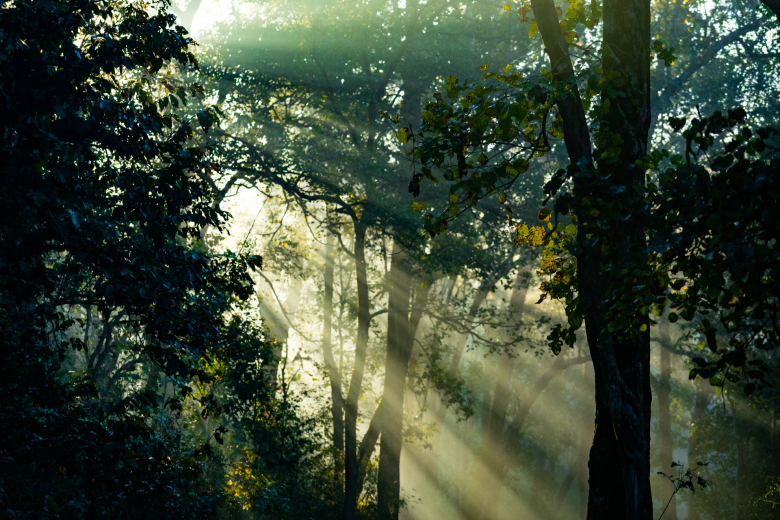 Impact | Ameliya Safaris