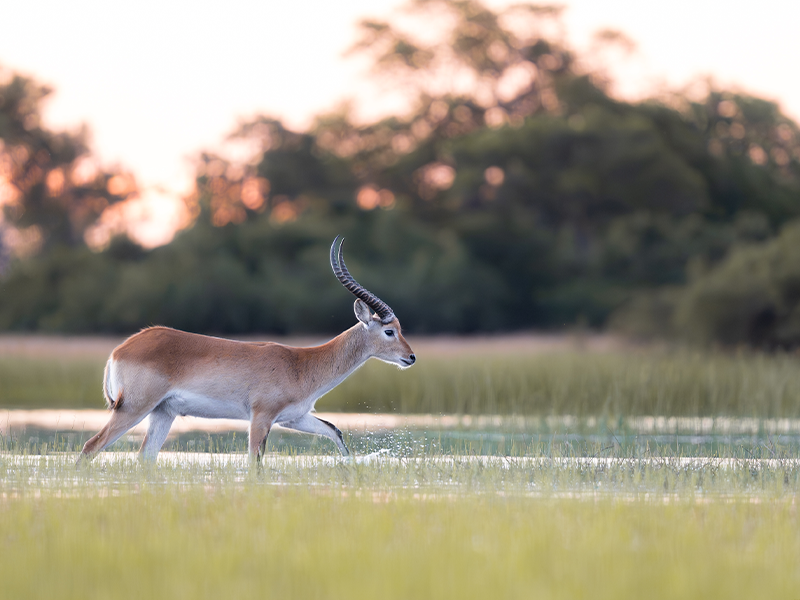 Impala | Ameliya Safaris