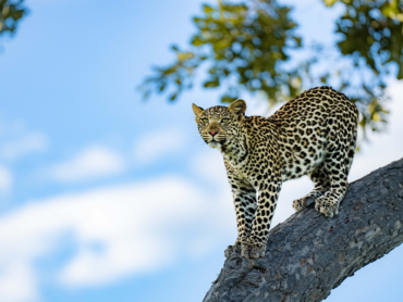 Leopard on tree | Ameliya Safaris