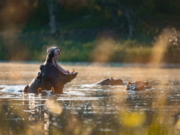 Hippo | Ameliya Safaris