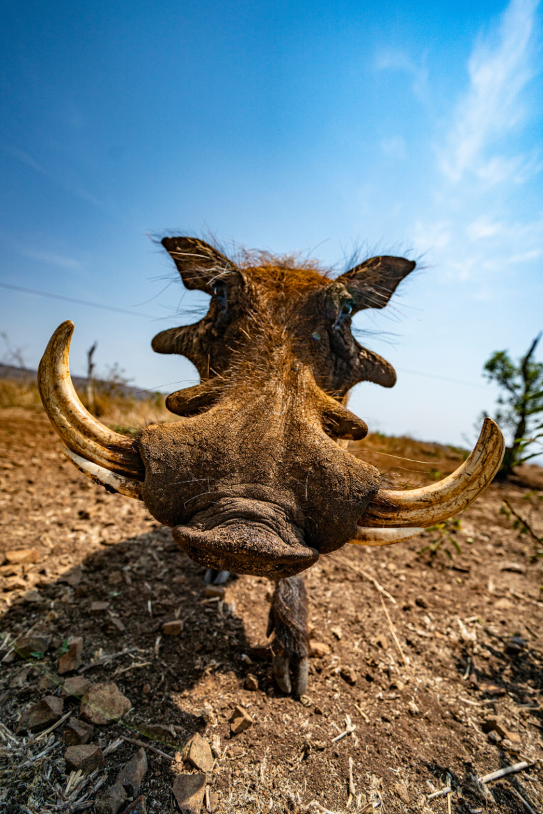 Wild Boar | Ameliya Safaris