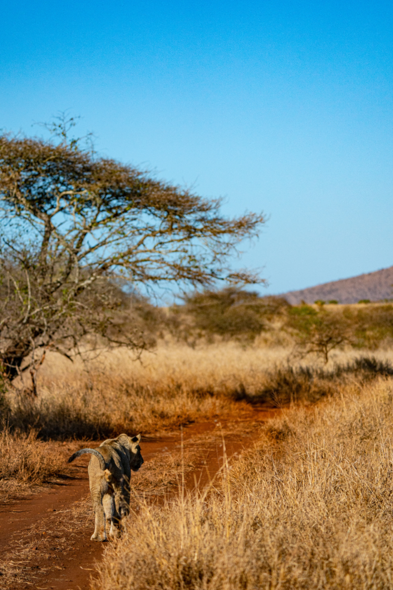 African Lion | Ameliya Safaris