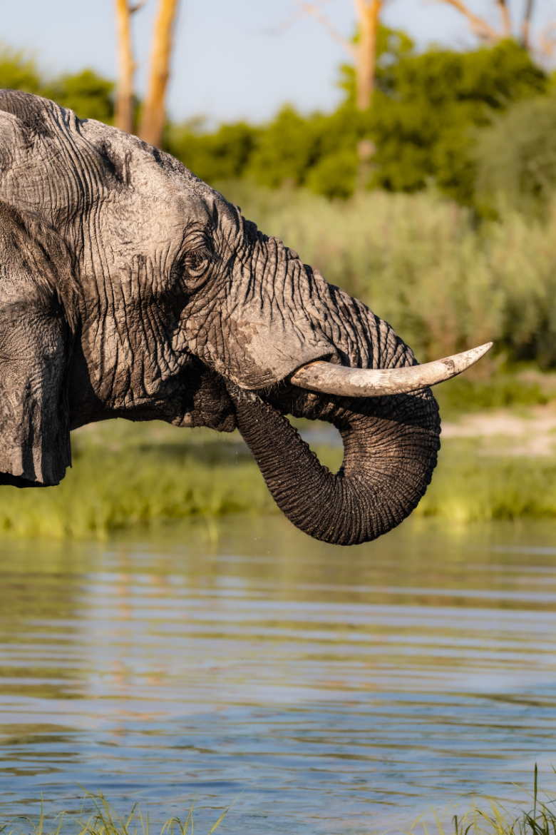 African Elephant | Ameliya Safaris