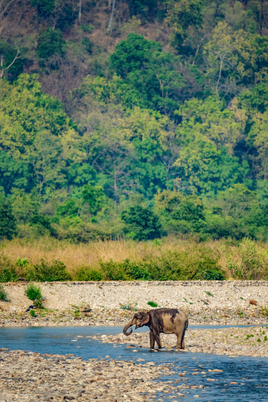 Indian Elephant | Ameliya Safaris