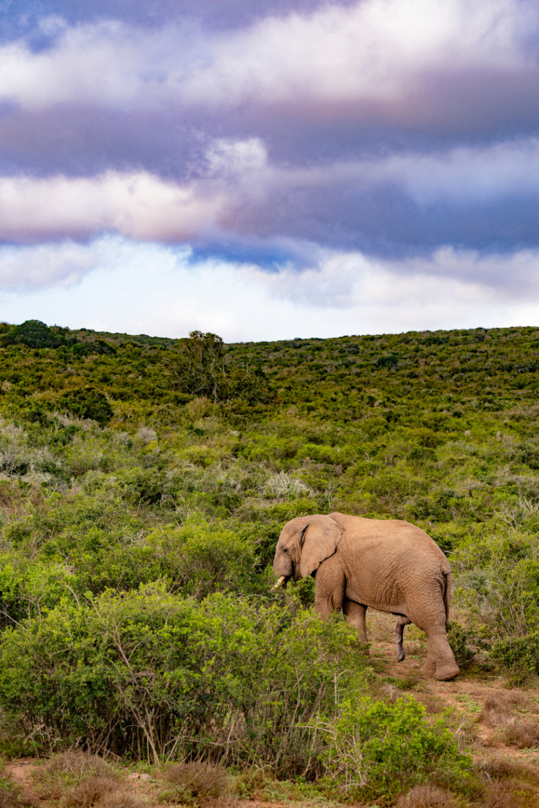 African Landscape | Ameliya Safaris