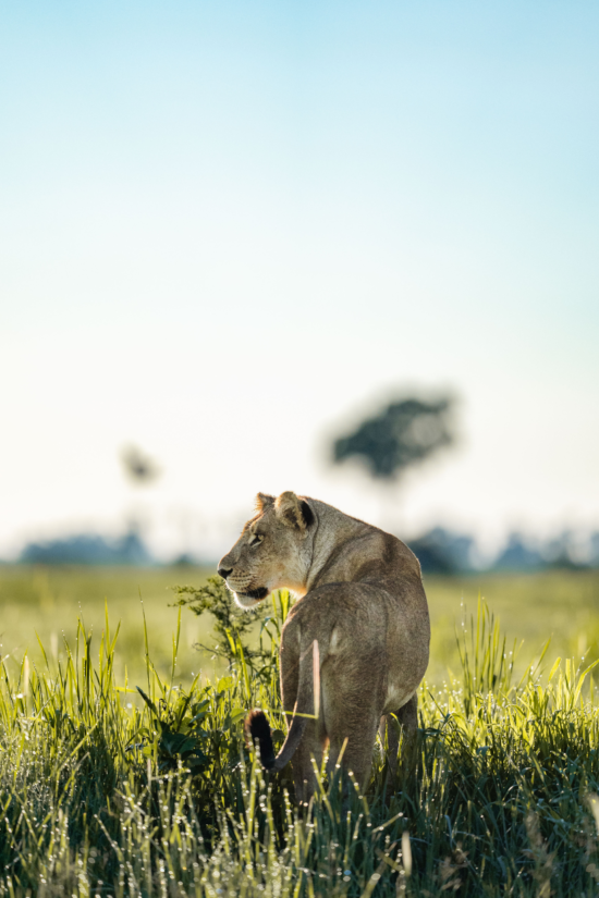 Lioness | Ameliya Safaris