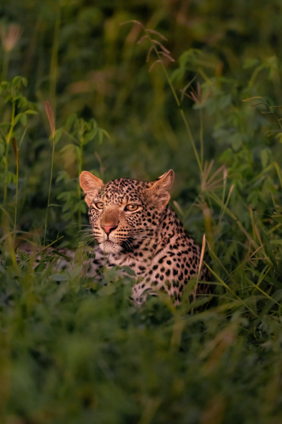 Leopard | Ameliya Safaris