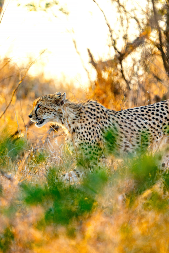 Cheetah | Ameliya safaris