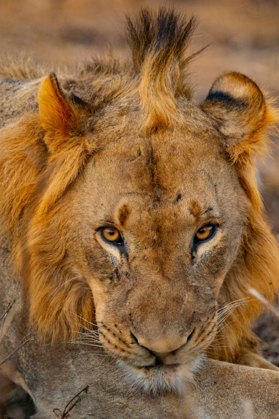 Lion In Africa | Ameliya safaris