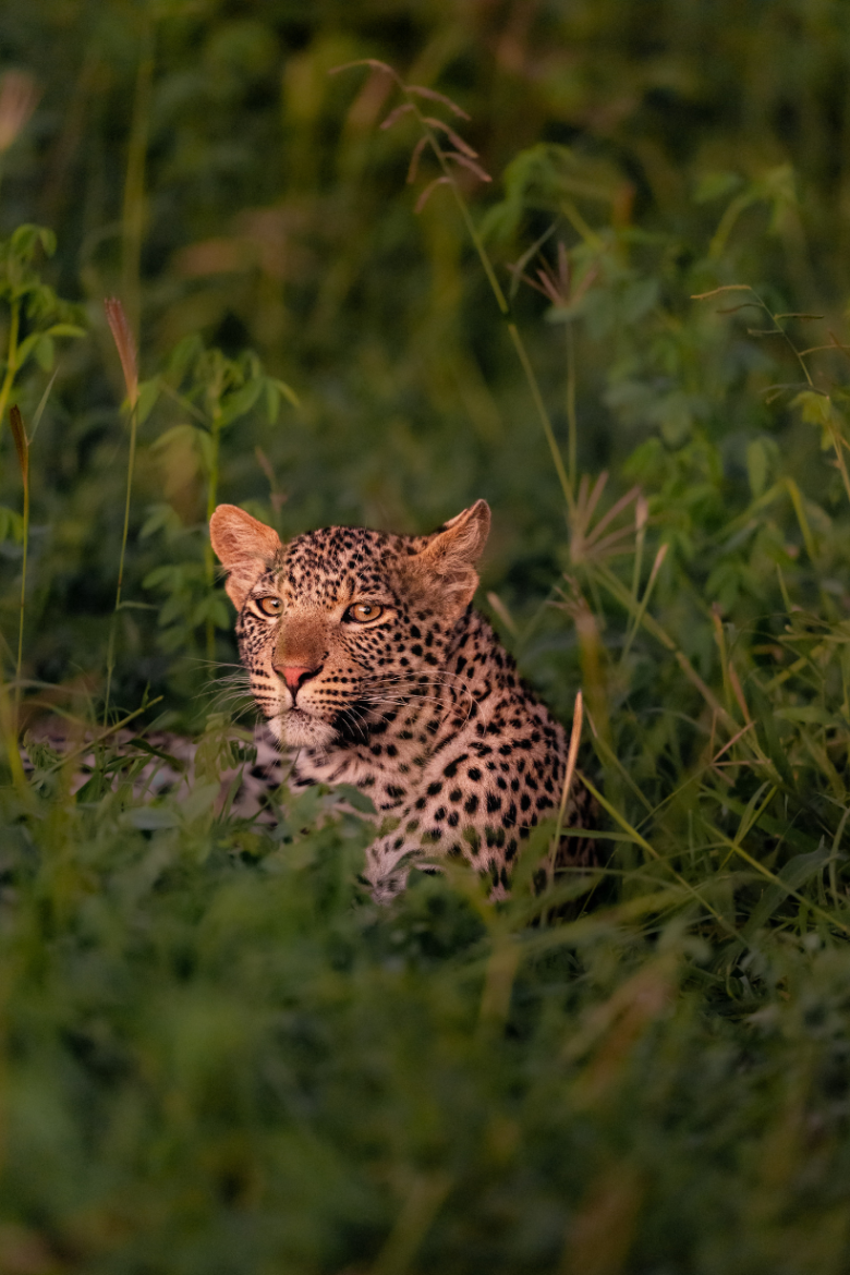 Leapords In African Grassland | Ameliya Safaris