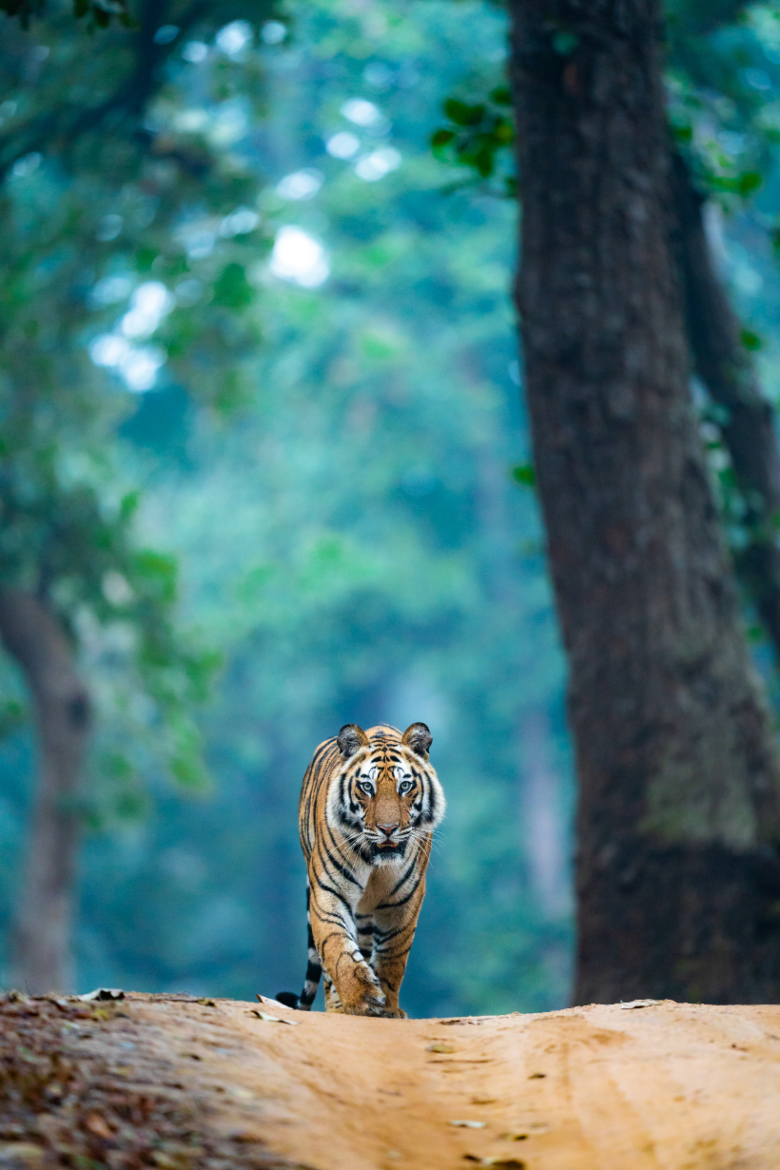 Tiger | Ameliya Safaris