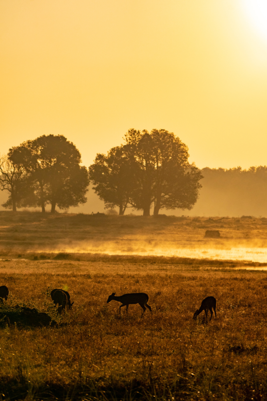 Wildlife In India | Ameliya Safaris