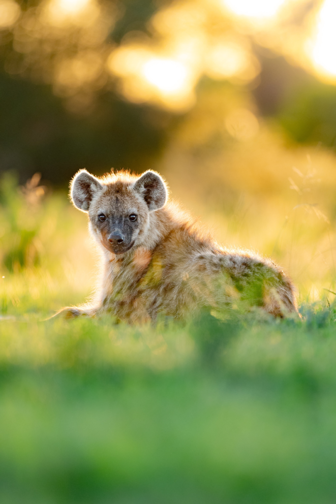 Hyena | Ameliya Safaris