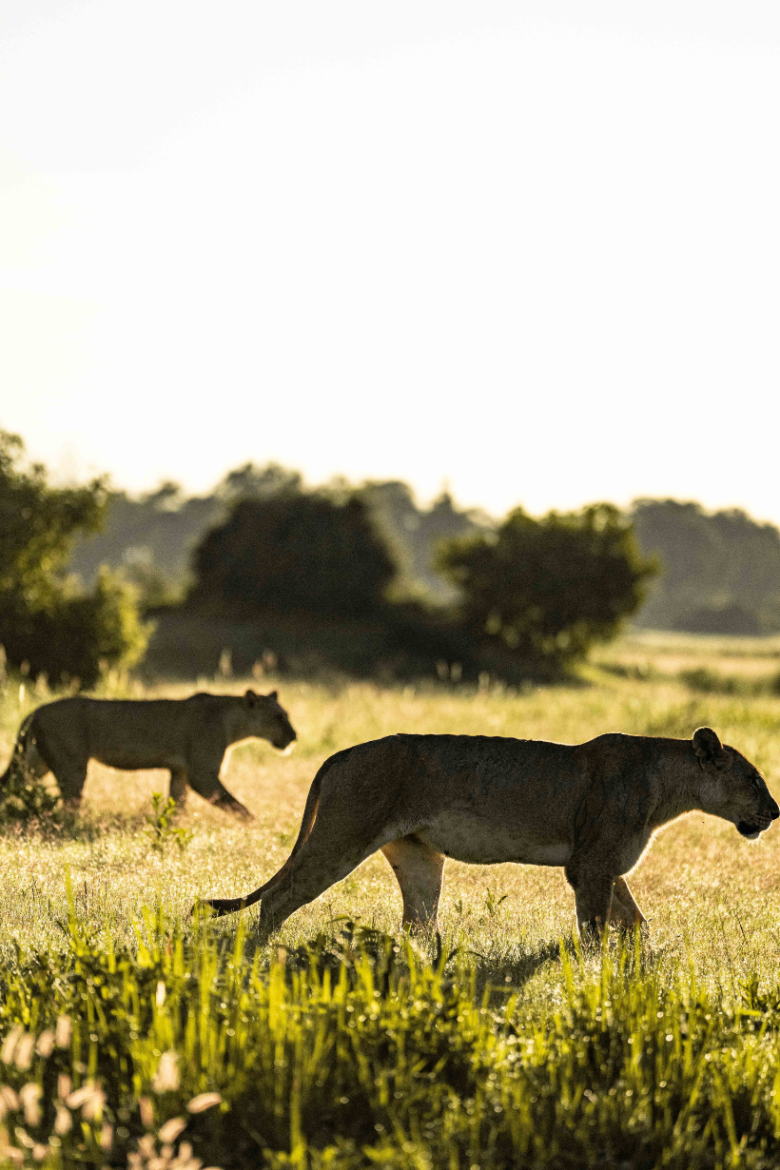 African Lion | Ameliya Safaris