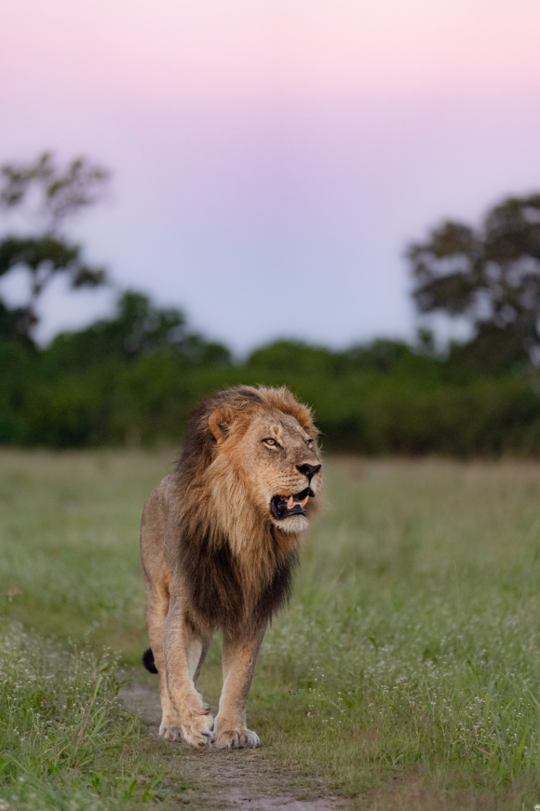 African Lion | Ameliya Safaris