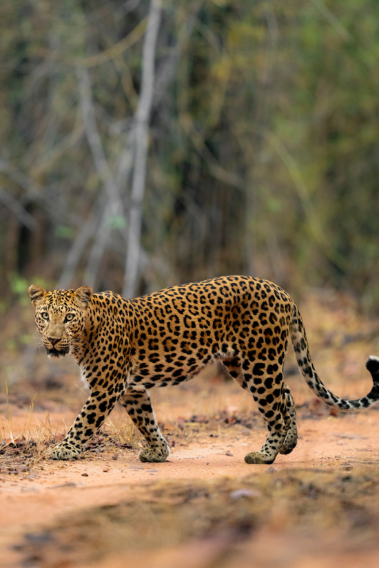 Leopard | Ameliya Safaris