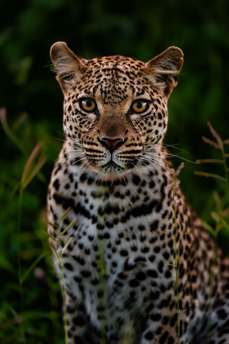 Leopard | Ameliya Safaris