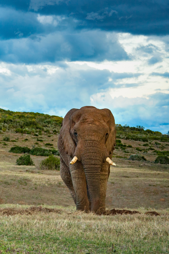 African Elephant | Ameliya Safari