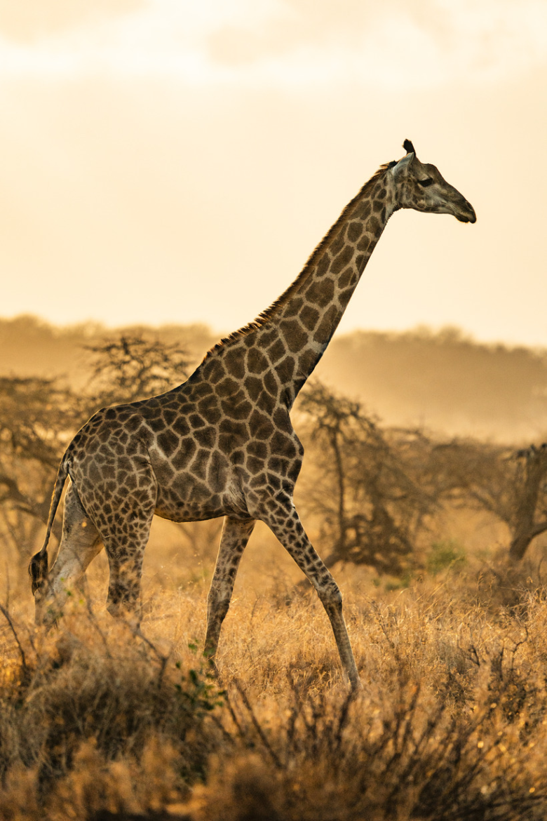 Giraffe | Ameliya Safaris