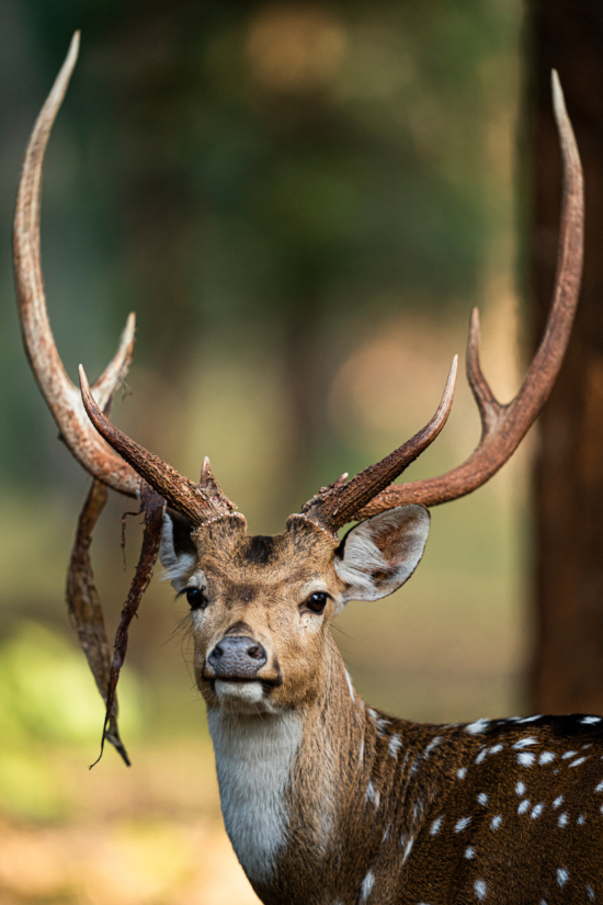 Spotted Deer | Ameliya Safaris