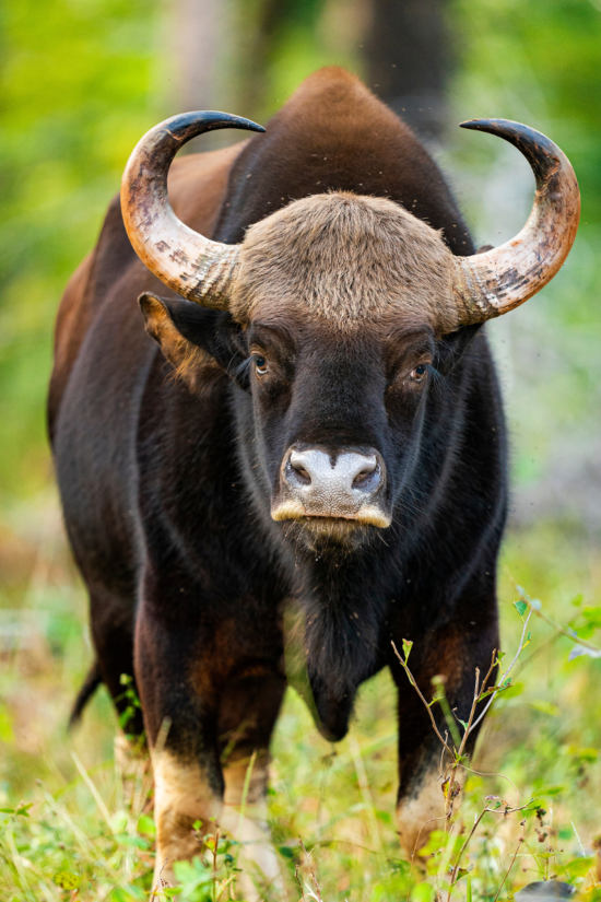 Indian Gaur | Ameliya Safaris