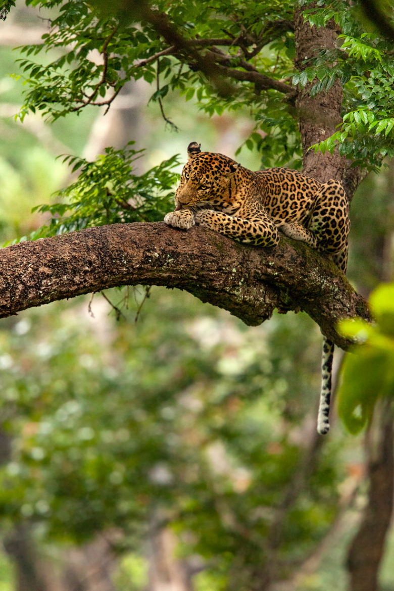 Leapord On Tree | Ameliya safaris