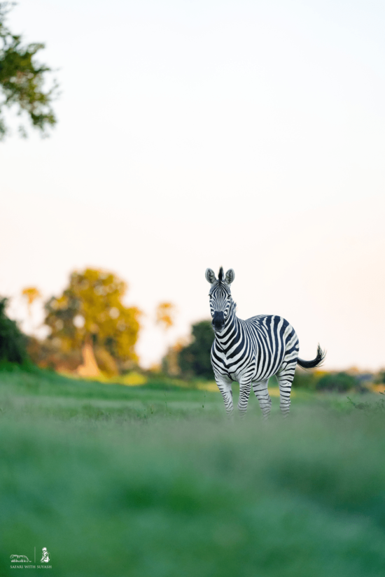 Zebra | Ameliya Safaris