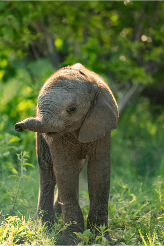 Baby Elephant | Ameliya Safaris