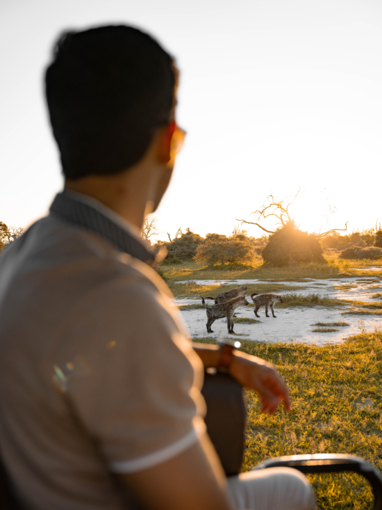 Hyenas | Ameliya Safaris