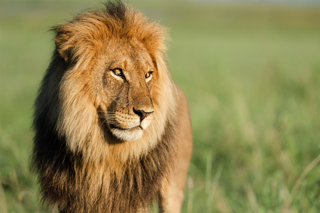 Lion In A Grassland | Ameliya Safaris