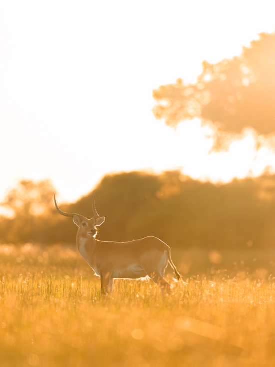 Red Lechwe | Ameliya Safari