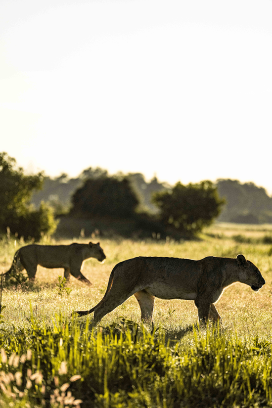 African Widlife | Ameliya Safaris