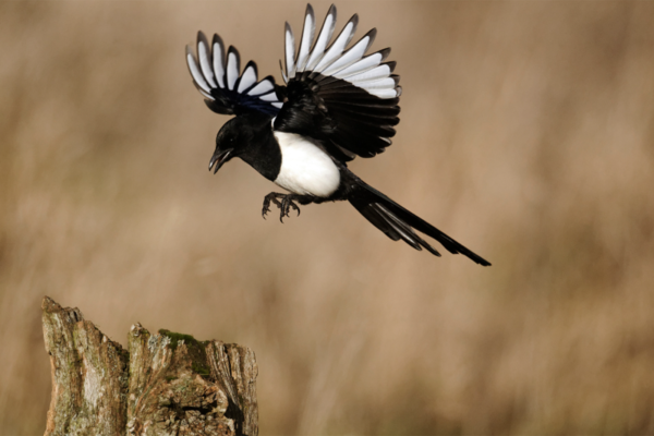 Magpie | Ameliya Safaris| bird