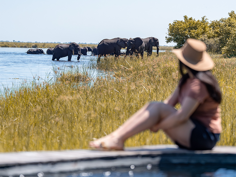 watching bathing elephants- extraordinary safari experiences